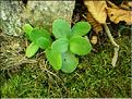 sedum_telephium_maxi7677