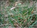 sesleria_caerulea7741
