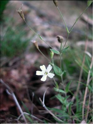 silene_rupestris7710
