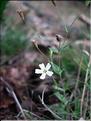 silene_rupestris7710
