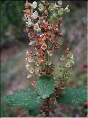 teucrium_scorodonia7713