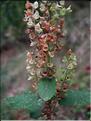 teucrium_scorodonia7713