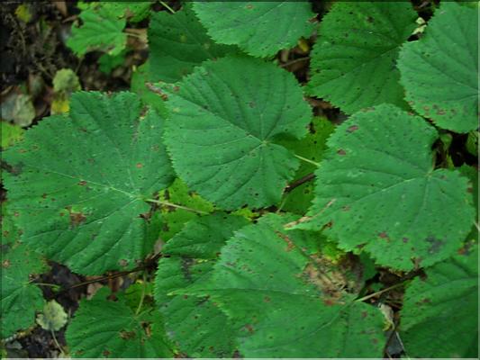 tilia_cordata7658