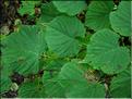 tilia_cordata7658