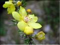 verbascum_pulverulentum7736