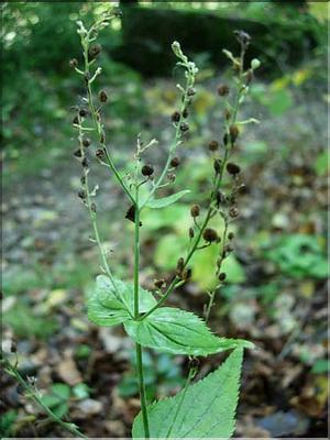 veronica_urticifolia7657
