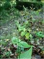 veronica_urticifolia7657