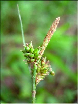Carex_flavaDemissa1368