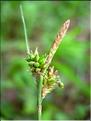 Carex_flavaDemissa1368