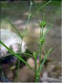 Carex_remota1363