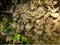 Eucladium_verticillatum1394