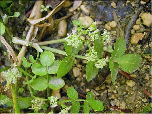 Helosciadium_nodiflorum1359