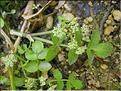 Helosciadium_nodiflorum1359