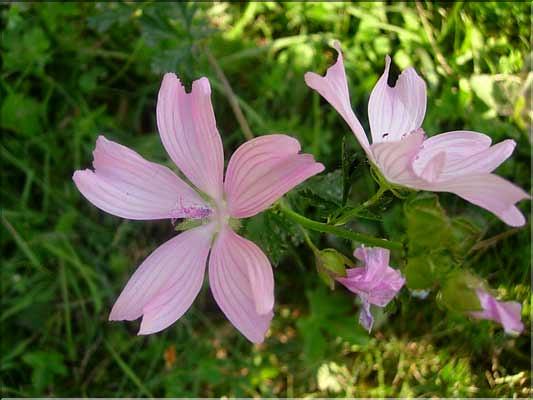 Malva_moschata1385