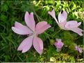 Malva_moschata1385