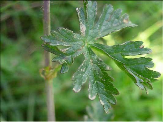 Malva_moschata1386
