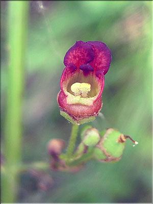 Scrophularia_aquatic1358