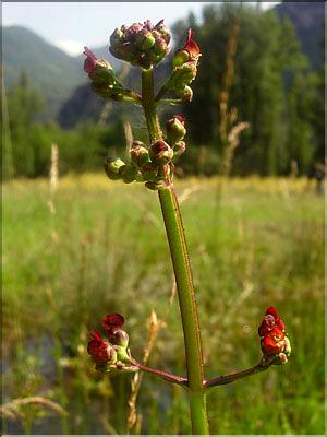 Scrophularia_aquatic1380