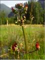 Scrophularia_aquatic1380