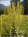 Verbascum_pulverulen1381