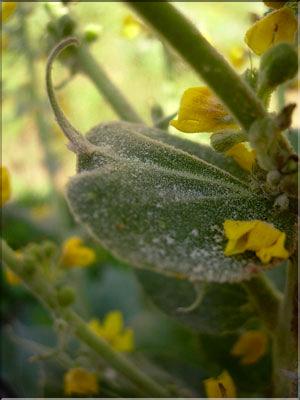 Verbascum_pulverulen1382