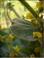 Verbascum_pulverulen1382