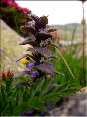Ajuga_pyramidalis1543