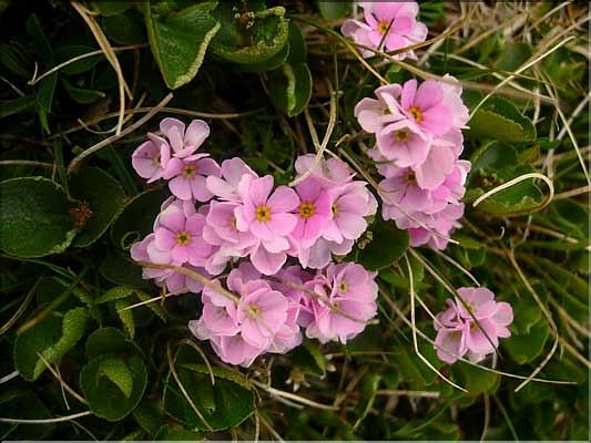 Androsace_carnea1482