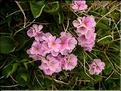 Androsace_carnea1482