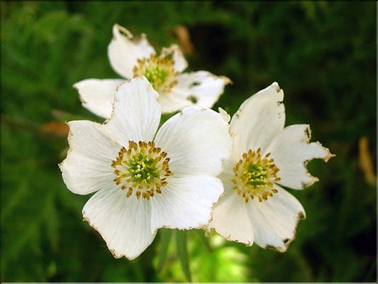 Anemone_narcissiflor1401