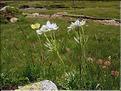 Anemone_narcissiflor1403