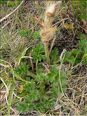 Anemone_vernalis1423