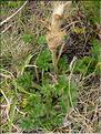 Anemone_vernalis1423