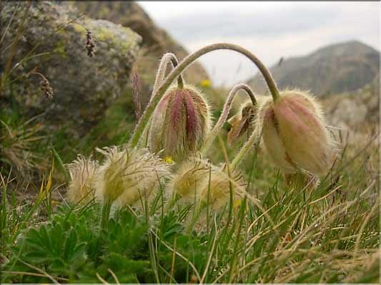 Anemone_vernalis1484