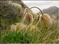 Anemone_vernalis1484
