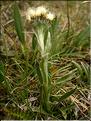 Antennaria_carpatica1487