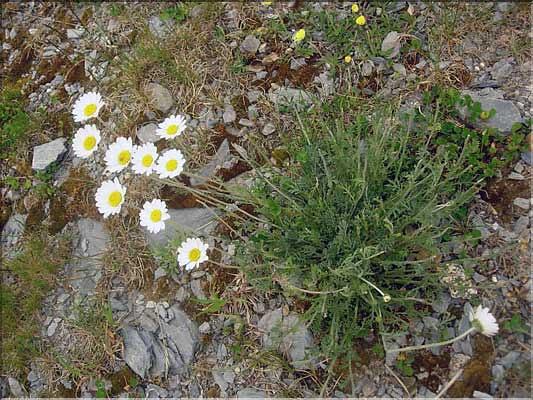 Anthemis_montana1566