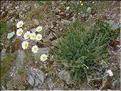 Anthemis_montana1566