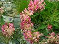 Anthyllis_vulnBosc1555