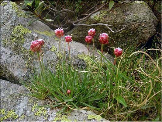 Armeria_alpina1408