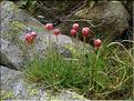 Armeria_alpina1408