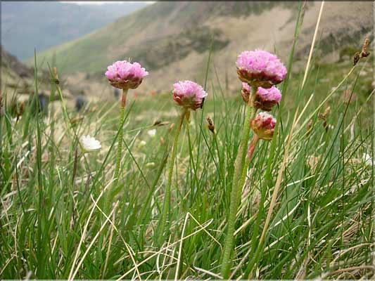 Armeria_alpina1527