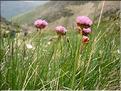 Armeria_alpina1527