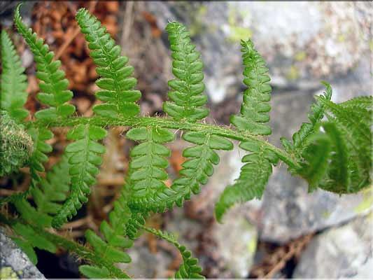 Athyrium_distentifolium1429