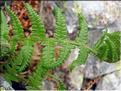 Athyrium_distentifolium1429