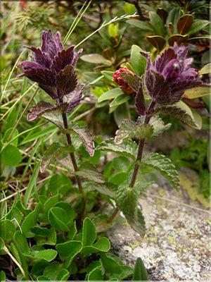 Bartsia_alpina1460
