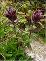 Bartsia_alpina1460
