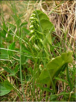 Botrychium_lunaria1443