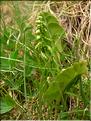 Botrychium_lunaria1443