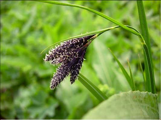 Carex_atrata1537